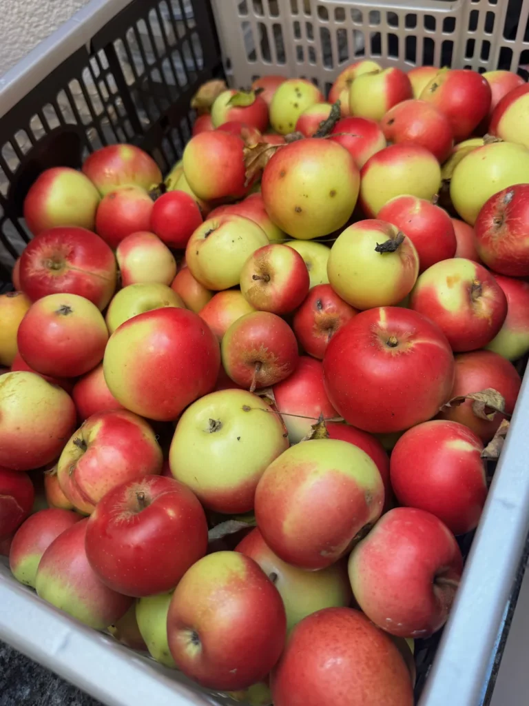 Frische Äpfel als Bild zur Fastenbegleitung