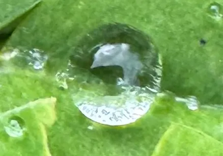 Wassertropfen auf einem Blatt als Bild zur Sauerstoff-Mehrschritt-Therapie